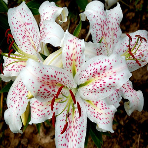 Лилия Экстраваганза